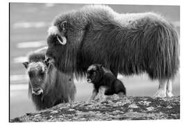 Magnettafel Moschusochsen mit Jungtier