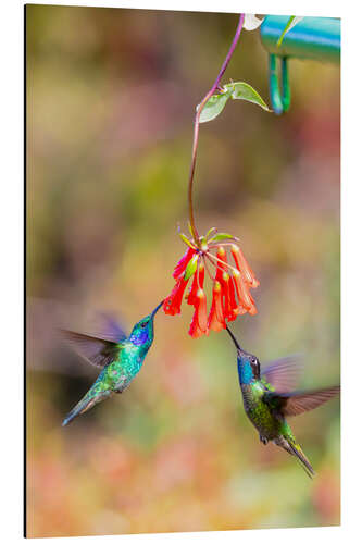 Stampa su alluminio Colibrì sui fiori