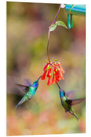 Foam board print Hummingbirds on flowers