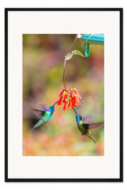 Gerahmter Kunstdruck Kolibris an Blüten