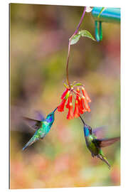 Gallery print Hummingbirds on flowers