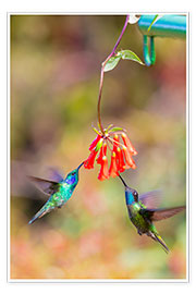 Poster Hummingbirds on flowers