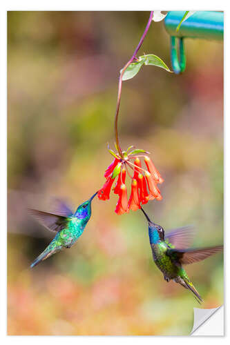 Sticker mural Colibris butinant une fleur