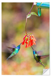 Wandsticker Kolibris an Blüten