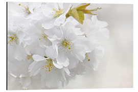 Cuadro de aluminio White spring blossoms III