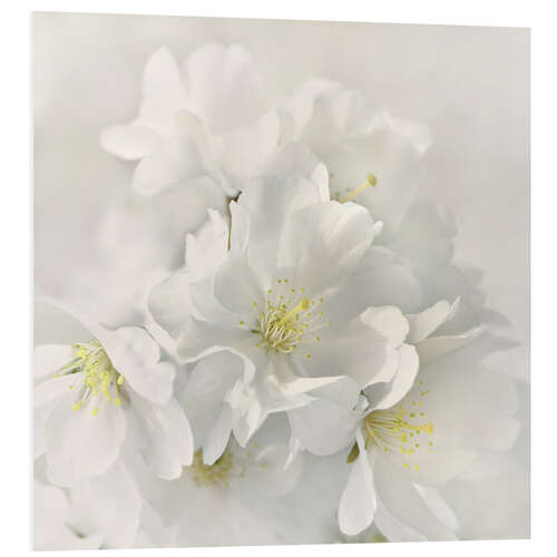 Tableau en PVC White spring blossoms IV