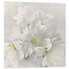 Foam board print White spring blossoms IV