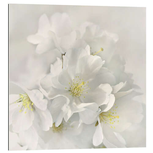 Gallery print White spring blossoms IV