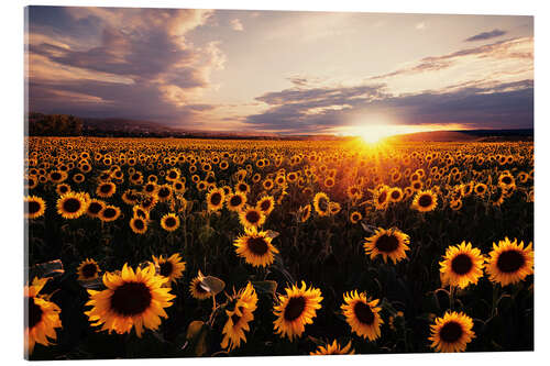 Acrylic print Sunflower field with sunset
