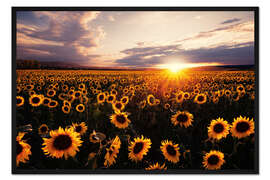 Gerahmter Kunstdruck Sonnenblumenfeld mit Sonnenuntergang