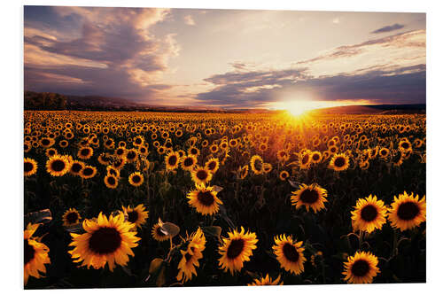 Tableau en PVC Champ de tournesols au coucher du soleil