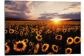 Tableau en plexi-alu Champ de tournesols au coucher du soleil