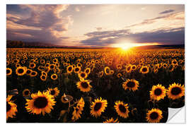 Selvklæbende plakat Sunflower field with sunset