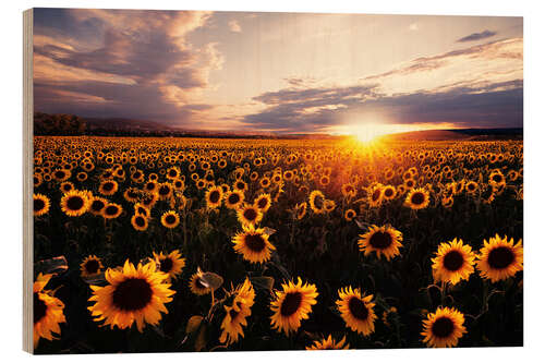 Wood print Sunflower field with sunset