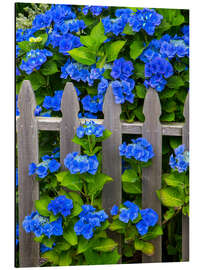 Aluminium print Blue hydrangeas