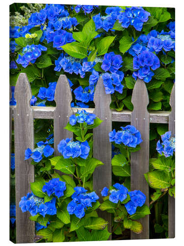 Lærredsbillede Blue hydrangeas