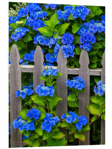 Foam board print Blue hydrangeas