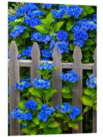 Hartschaumbild Blaue Hortensien