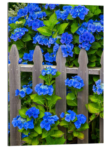 Galleriataulu Blue hydrangeas