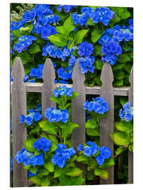 Galleriataulu Blue hydrangeas