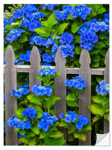 Wall sticker Blue hydrangeas