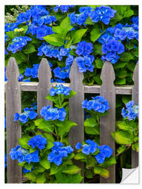 Wall sticker Blue hydrangeas