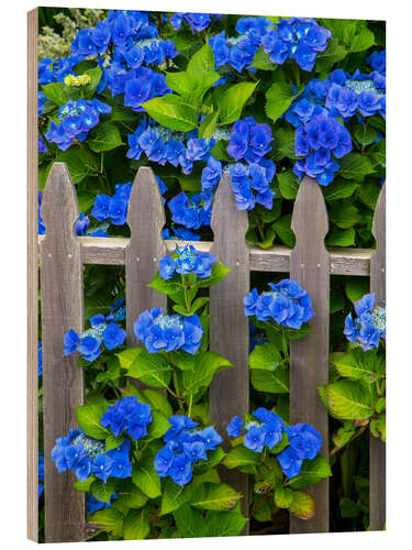 Print på træ Blue hydrangeas