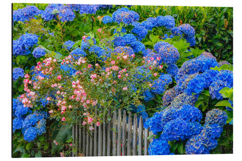 Aluminiumtavla Blue hydrangeas along the fence gardens