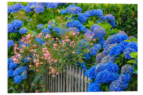 Foam board print Blue hydrangeas along the fence gardens