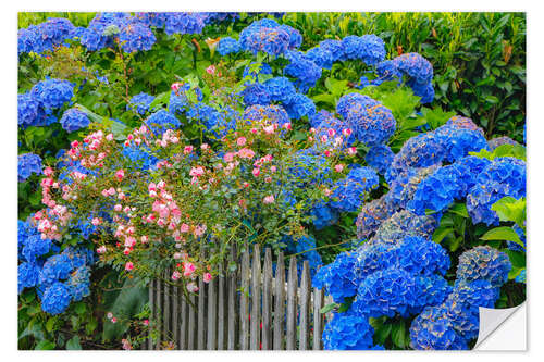 Wall sticker Blue hydrangeas along the fence gardens