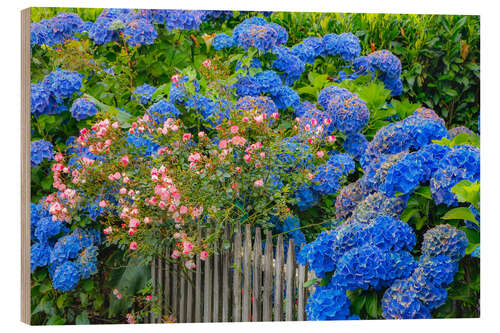 Tableau en bois Hortensias bleus le long d'une clôture