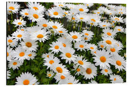 Aluminium print White daisy