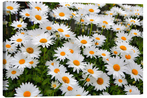 Tableau sur toile Marguerites blanches