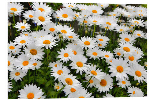 Foam board print White daisy