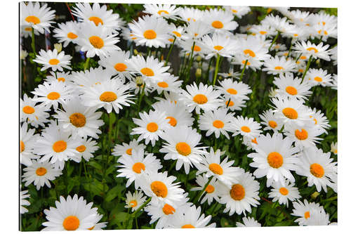 Gallery print White daisy