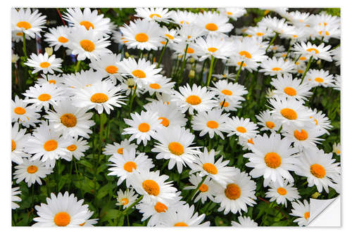 Naklejka na ścianę White daisy