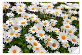 Wall sticker White daisy