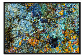 Gerahmter Kunstdruck Stein mit Flechten II