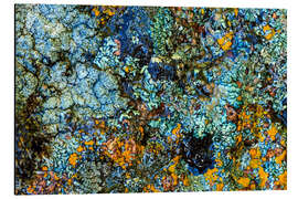 Magnettafel Stein mit Flechten II