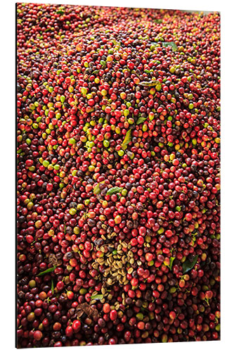 Aluminiumsbilde Kona coffee beans