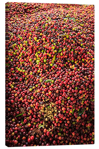 Lerretsbilde Kona coffee beans