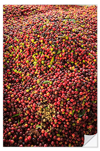 Sisustustarra Kona coffee beans