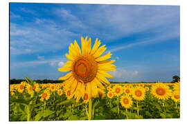 Aluminium print Sunflower field