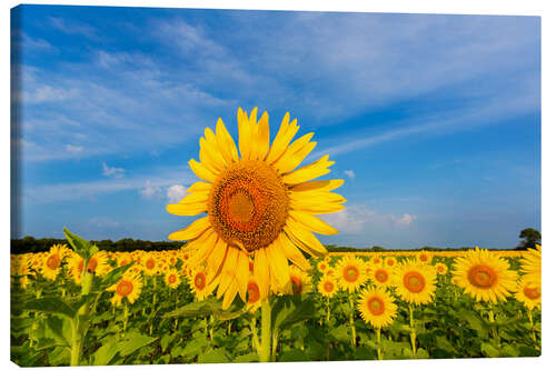 Lienzo Campo de girasoles