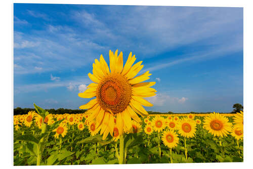 Cuadro de PVC Campo de girasoles