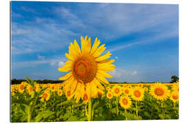 Gallery print Sunflower field