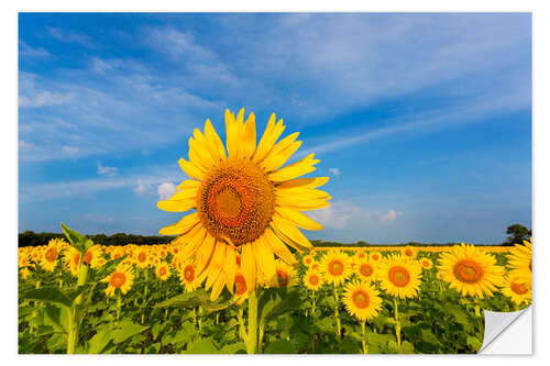 Naklejka na ścianę Sunflower field