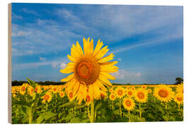 Wood print Sunflower field