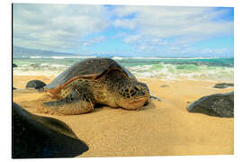 Aluminium print Green sea turtle