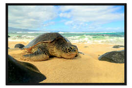 Gerahmter Kunstdruck Grüne Meeresschildkröte